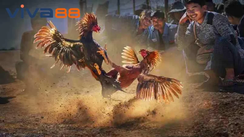 Đá gà Viva88 – Mãn nhãn với những pha ra đòn cực hiểm!